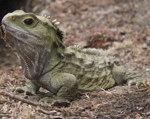 Warm climate speeds up the evolution of reptiles
