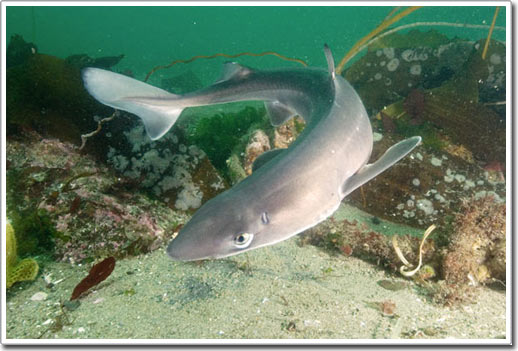 Warm sea can pull sharks to Antarctica: Potentially serious consequences