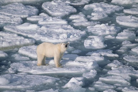 Warming in the Arctic will affect Vietnam