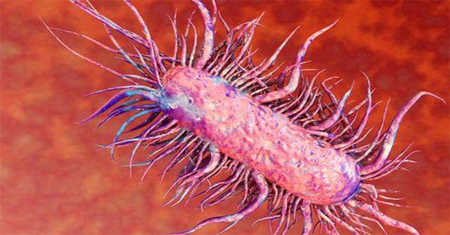Warn predatory bacteria to attack during the rainy season