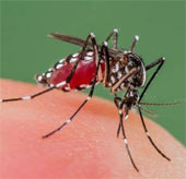Warning about the emergence of drug-resistant malaria parasites