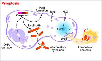 Warning mechanism and cell self-destruction when poisoning or disease