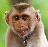 Warning of dangerous viruses transmitted from monkeys to humans