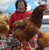 Warning of H7N9 flu from China may spread to Vietnam