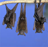 Warning of the bat virus causing death