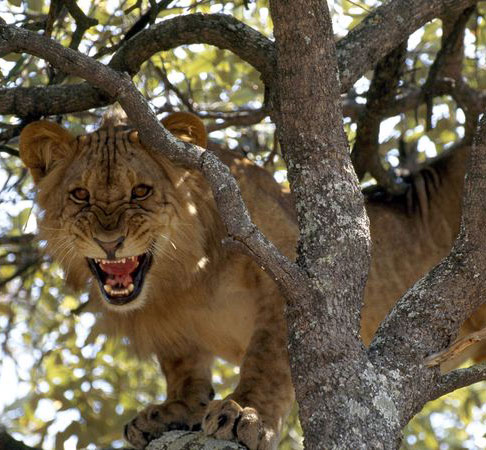 Warning of the danger of extinction of species