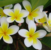 Warning of the risk of poisoning from giant flowers