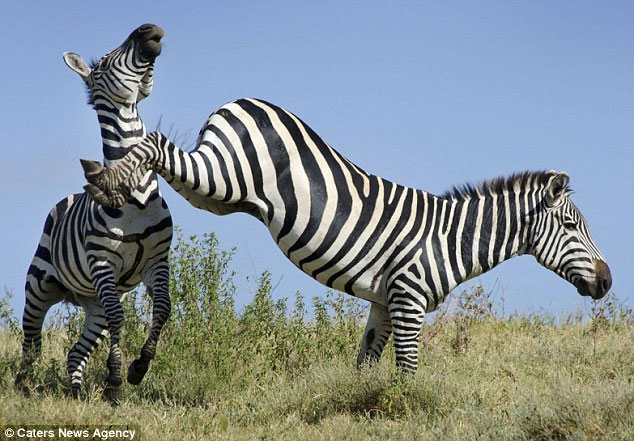 Warring zebra on the meadow