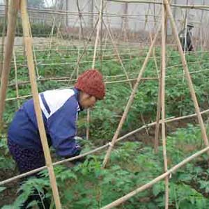 Waste into organic fertilizer by microbial preparations