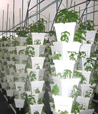 Waste treatment technology into green energy