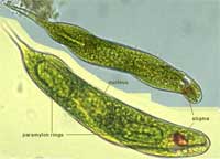 Waste water treatment by aquatic plants