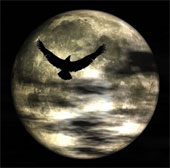 Watch animals go crazy when the moon is full
