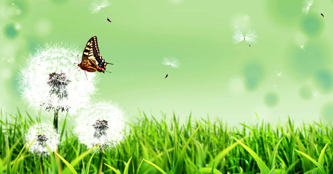 Watch dandelions sparkling in the wind