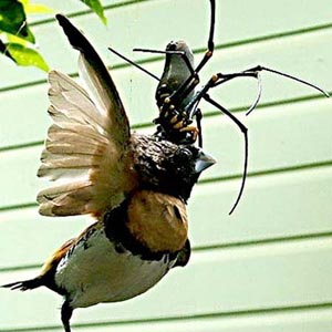 Watch giant spider eating bird meat