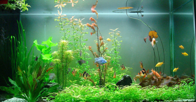 Watch guppies laying babies