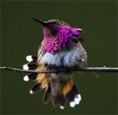 Watch hummingbirds -