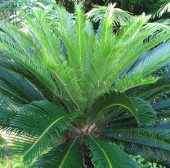 Watch out for poisoning when exposed to ten thousand trees