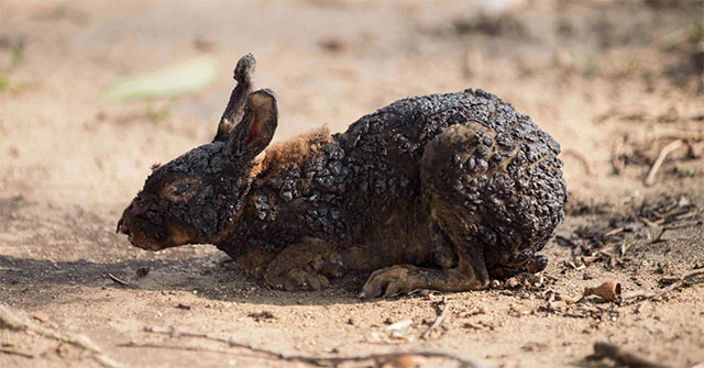 Watch out for the animals that died when the Amazon forest was visited by the 'firewoman'