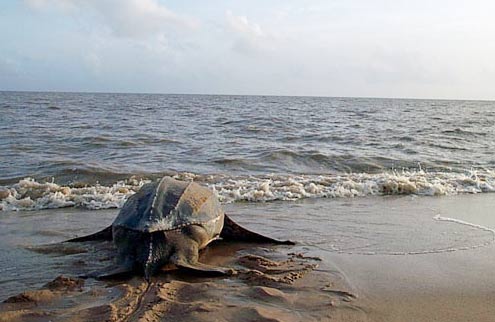 Watch sea turtles by satellite