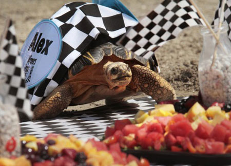 Watch the athletics turtle