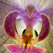 Watch the bird-shaped orchids fly