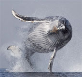 Watch the classic jump of humpback whales