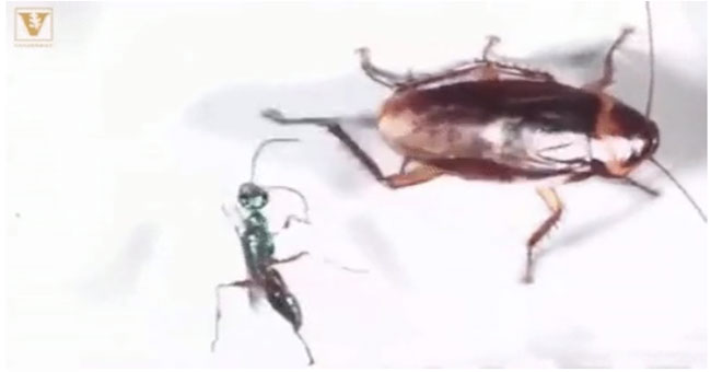 Watch the cockroach 'hit karate' on the bee's face to avoid being turned into 'zombie'