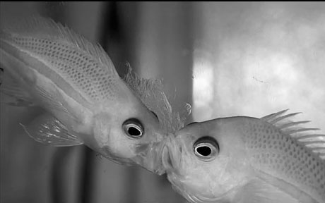 Watch the fish 'suck' the prey
