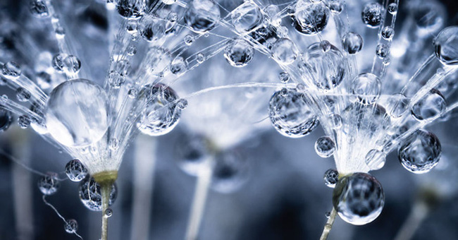 Watch the flower seeds sparkling in the morning mist