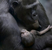 Watch the lovely 'baby' animals