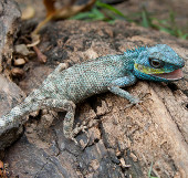 Watch the newly discovered green lizard in Ho Chi Minh City