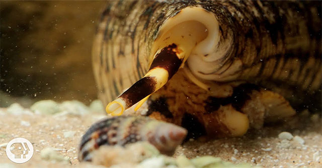 Watch the Scorpio unleash its 1/5000 second attack and then swallow the fish whole