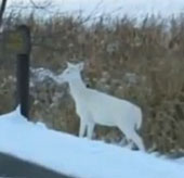Watching albino deer extremely rare walking the park