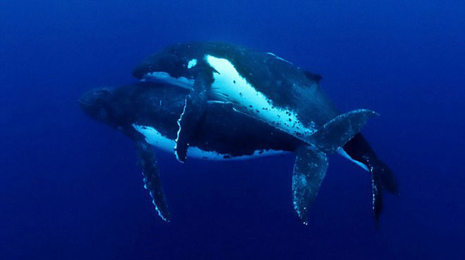 Watching humpback whales 'lovemaking'