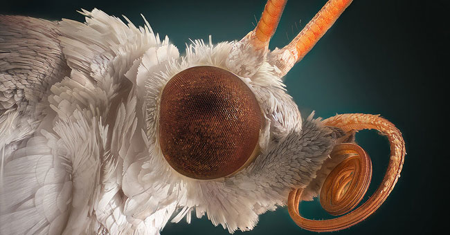 Watching insects 'monster monsters'