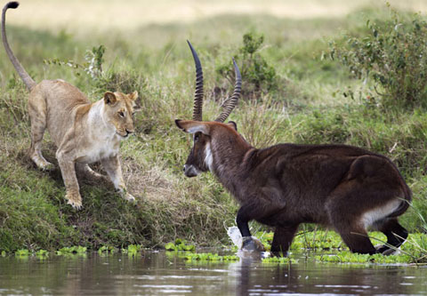 Water deer fight lions