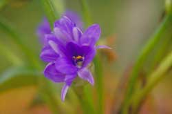 Water hyacinth - Water purifier