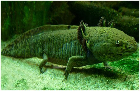 'Water monster' is about to disappear