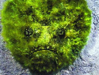 Water monsters