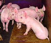 Water rash in pigs
