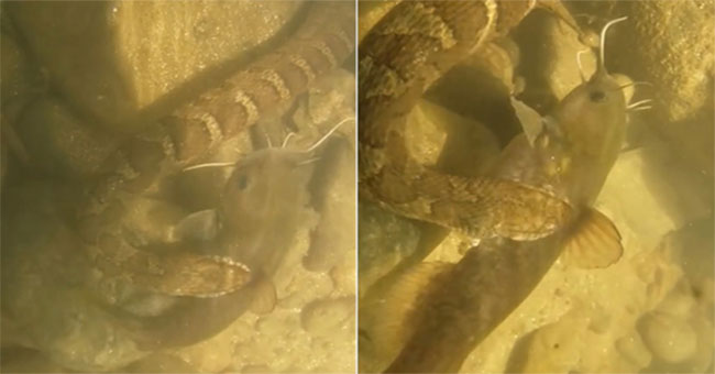 Water snakes buckle and grab fish in the river