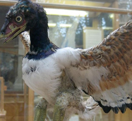 Waterbirds are dinosaurs?