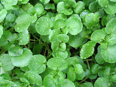 Watercress 'prevents cancer'
