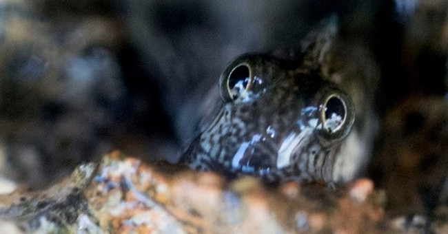 Water-fearing fishes live in caves on cliffs