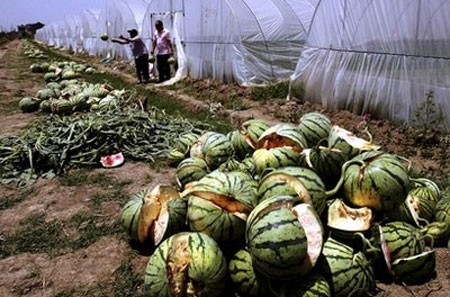Watermelon in Vietnam is also exploded