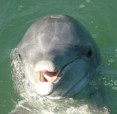 Ways of expressing the very 'human' emotions of animals