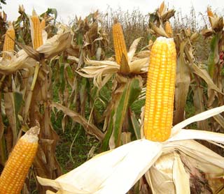 We are eating genetically modified food without knowing it