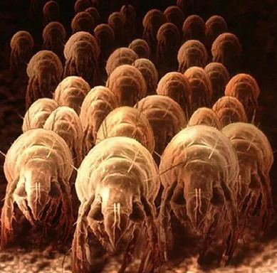 We are sleeping with these terrifying creatures