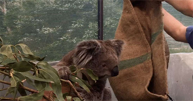 We have a way to save the Koala bear, but it's a little bit