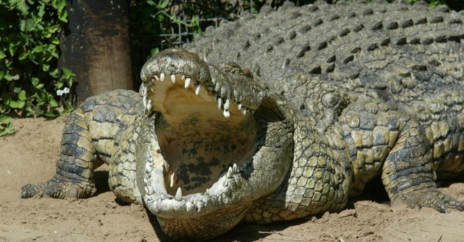 Weakness of Africa's largest crocodile